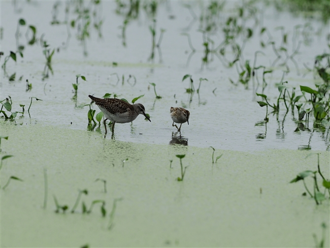 qoVM,Long-toed Stint